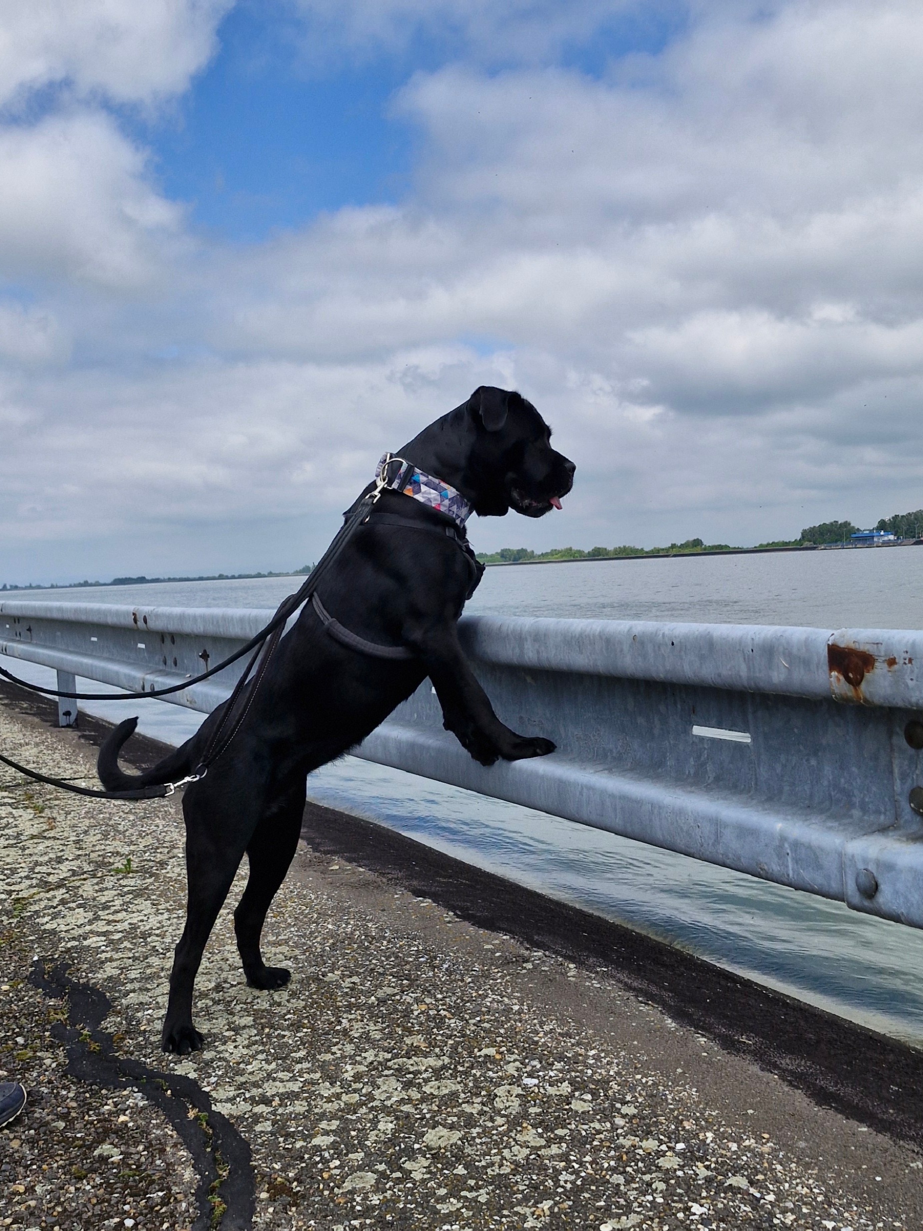 Cane Corso stojící na zahradě