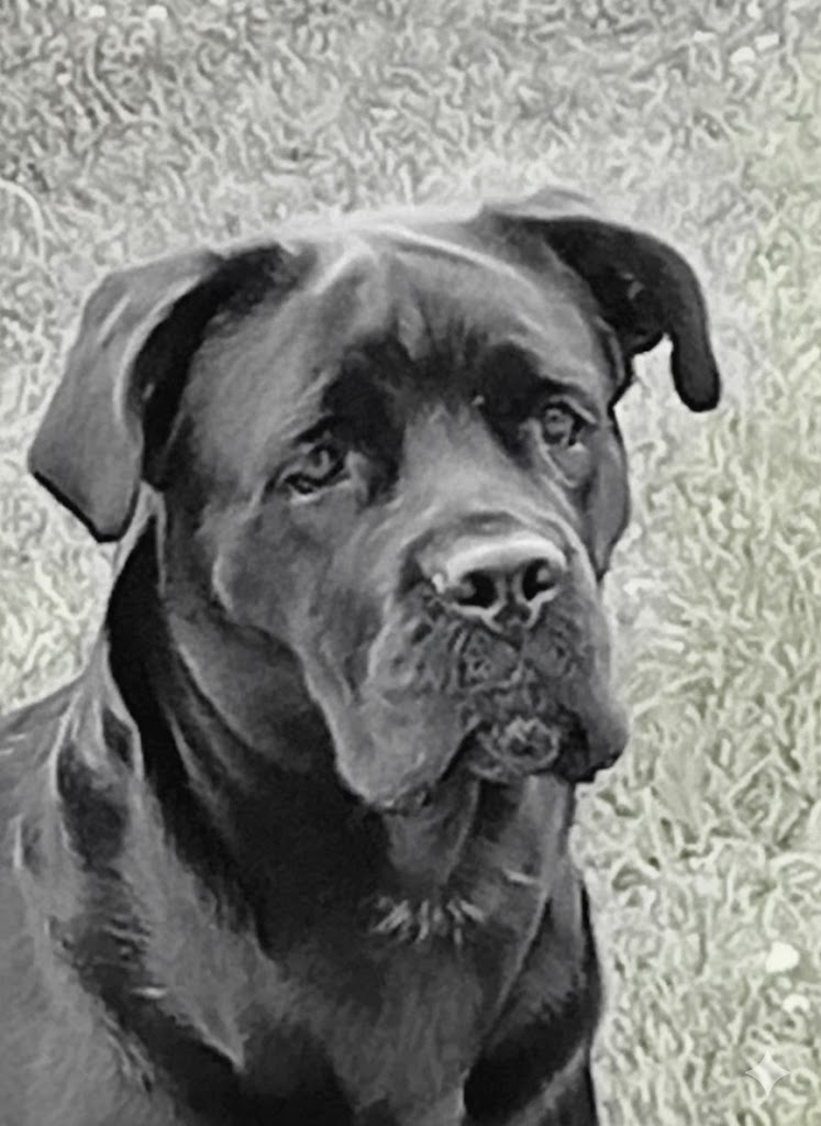 Fotka Clara Korec Corso - Cane Corso