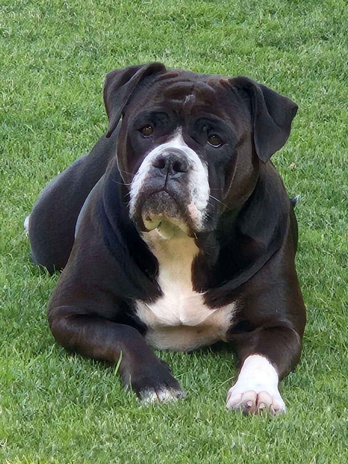 Continental Bulldog sedící v trávě